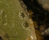 eye-spot-costa-siella.jpg