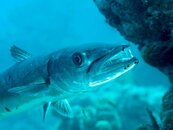 JT_barracuda_6_15.jpg