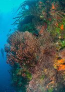 jt_black_coral_6_15.jpg