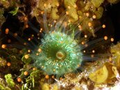 Orange-Ball-Corallimorph.jpg