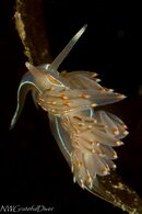 IMG_8571.jpg