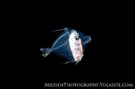 Caproidae 3 watermarked.jpg