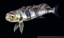 Coryphaena sp 4 small watermarked.jpg