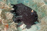 IMG_2116a Striated Frogfish (Antennarius striatus).jpg