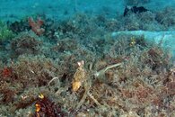 IMG_2174a Atlantic Longarm Octopus (Macrotritopus defilippi).jpg