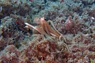 IMG_2192a pipefish and Atlantic Longarm Octopus (Macrotritopus defilippi).jpg