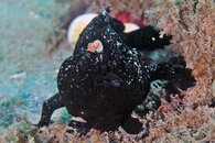 IMG_2196a Striated Frogfish (Antennarius striatus).jpg