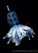Physonect siphonophore 2 watermarked.jpg
