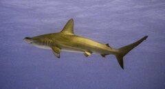 hammerhead.jpg