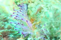 Underwater macro.jpg