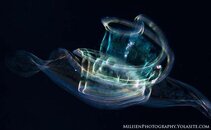 pretty animal watermarked.jpg