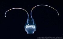 Narcomedusa small watermark.jpg