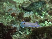 Dive 450-451 110.jpg