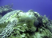 turtle4-tarpon alley.jpg