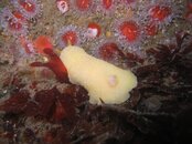 Doris MontereyensisMetridium Field 4-13-08 045.jpg
