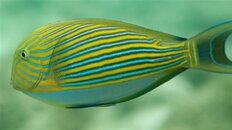 Maldives UW 2008_121908_1919 Surgeonfish.jpg