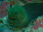 2008_1206Guanaja0032.jpg