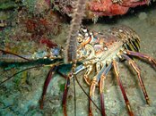 2008_1208Guanaja0110.JPG