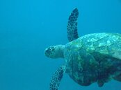 2008_1211Guanaja0084.jpg