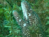2008_1208Guanaja0129.jpg