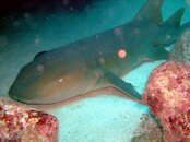 2008_1208Guanaja0077.jpg