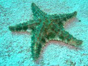 2008_1211Guanaja0038.jpg