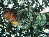 Lizardfish eating Gargantuan Blenny at Lanai Lookout4.jpg