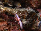 Kahuna Slug & Dwarf Moray at Ewa Pinnacles.jpg