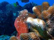 Shortbodies Blenny on YO257 Wreck2.jpg