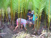 planting mangrove trees.JPG
