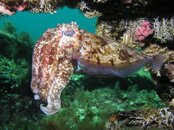 Busselton Cuttlefish.jpg