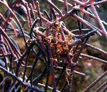 giant basket star 1 cayman 2005.jpg