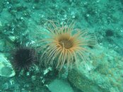 Anemone+Nudibranch.jpg