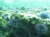 Nudibranch+Urchins.jpg