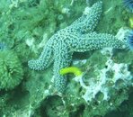 Starfish+Nudibranch.jpg