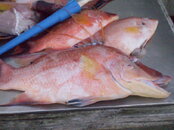 hogs keywest09 005.JPG