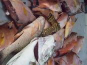 hogs keywest09 003.JPG