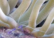 Cleaner Shrimp 2.jpg