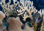 Fish Looking Out 5.jpg