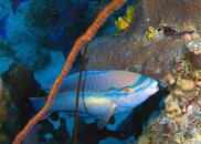 Parrot Fish.jpg