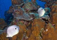 Two Fish.jpg
