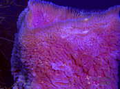 azure vase sponge 3 cayman 2005.jpg