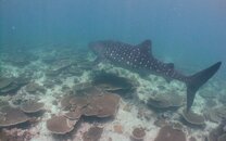 Whalesharksmall.jpg