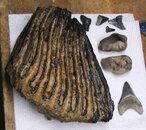 teeth011109.jpg