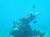 PICT0079_2.jpg