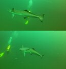 FishID.jpg