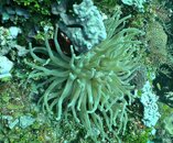 anemonePM.jpg