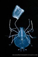 Phyllosome and box jelly watermarked.jpg