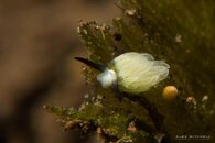 _DSC8093.jpg