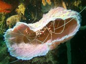 Banded Coral Shrimp.jpg